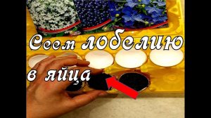 Обалденный способ посева семян Лобелии на рассаду в Яйца! Быстрые всходы лобелии