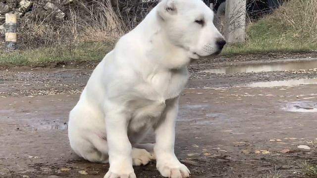 Эраст Из Древнего Рода 7 недель смотреть онлайн