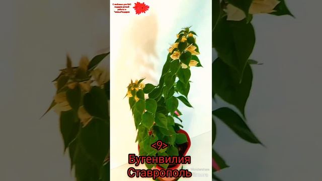 Цветущая Бугенвилия!Ставрополь!