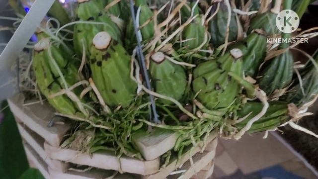 Stanhopea. Первое домашнее цветение. смотреть онлайн