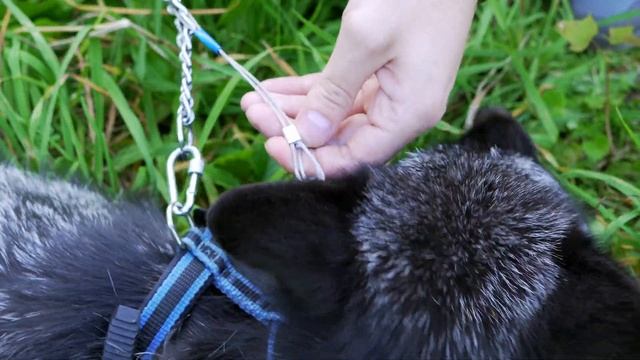 Домашние лисы, амуниция смотреть онлайн