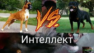 боксёр против ротвелера