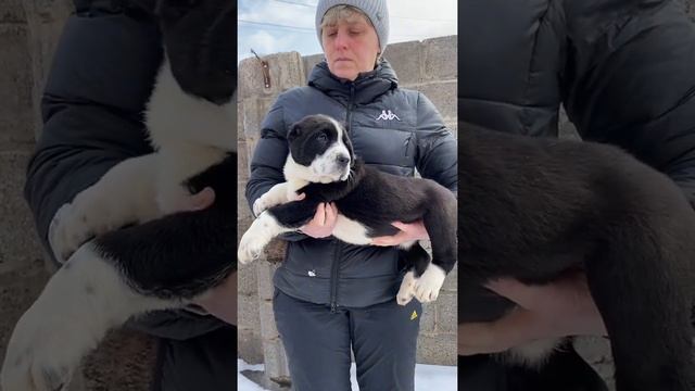 #черныйалабай чёрные щенки среднеазиатской овчарки алабаи в питомнике Таёжный Талисман#алабай #сао смотреть онлайн