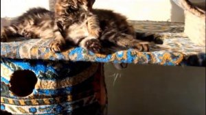 Малыши кунята 3 месяца