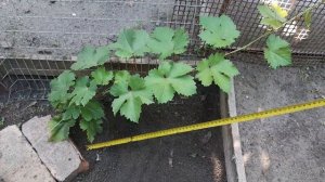 Виноград НОВИНКА 2021 Алиса в стране чудес.