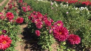 Фестиваль Георгин в Америке, коллекция георгин. Сортовые Георгины. Annaul Dahlia Festival