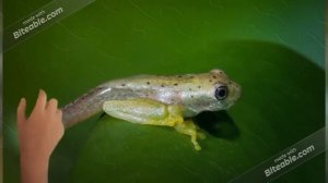 Размножение рыб, земноводных и пресмыкающихся