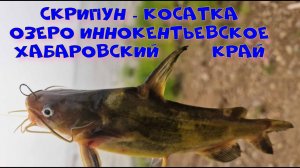 Скрипун - косатка. Озеро иннокентьевское Хабаровский край