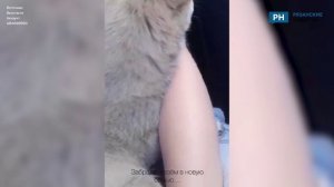 В Спасске Рязанской области неизвестный стрелял в щенка