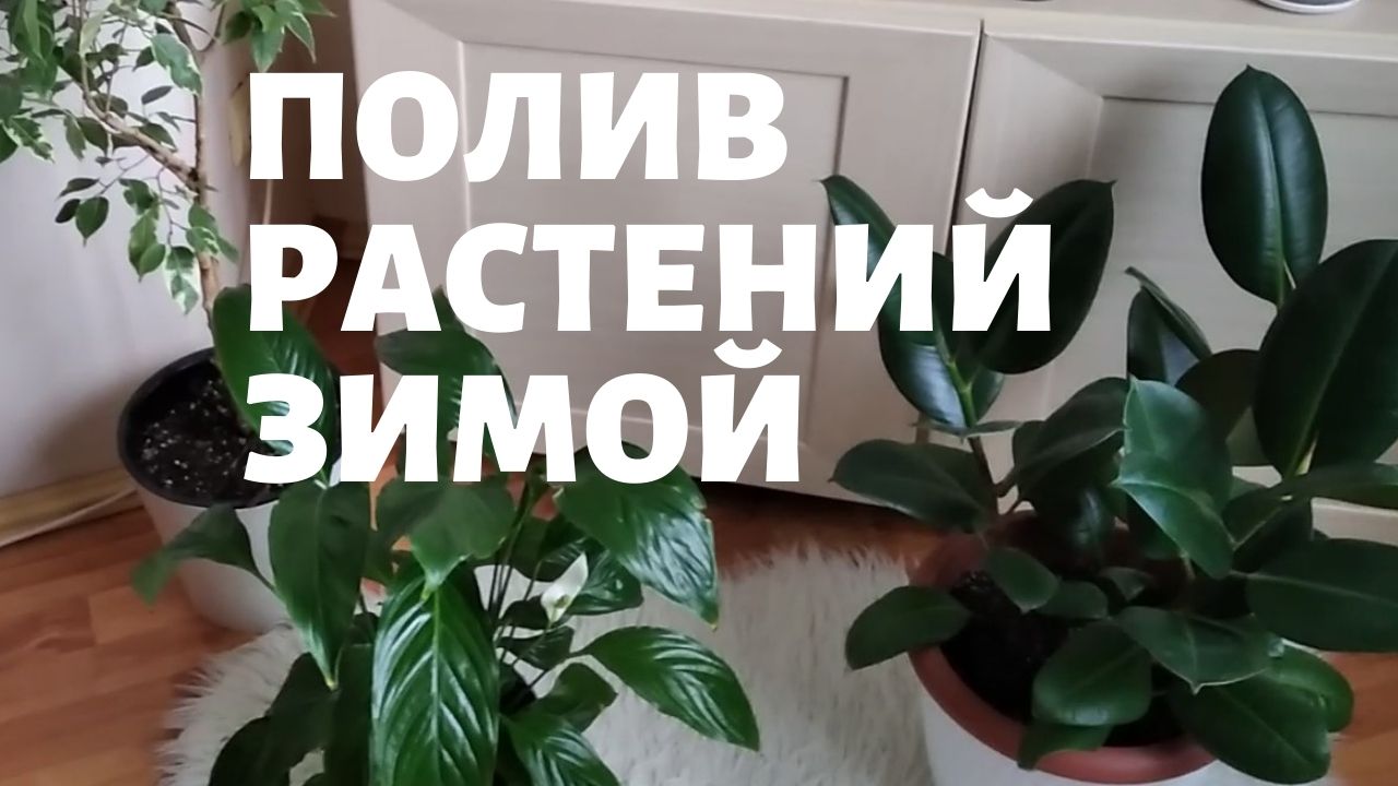 Полив комнатных растений зимой.