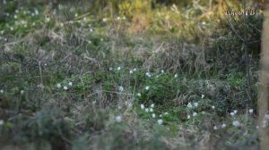 Анемоны - первые весенние цветы
