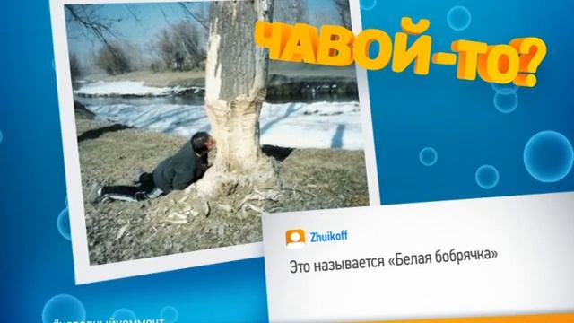 Чавой то  Бобёр