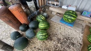 Самый большой арбуз