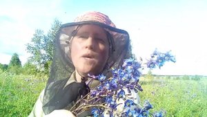 Цветы Живокости высокой - прекрасные и целебные - могут спасти жизнь.