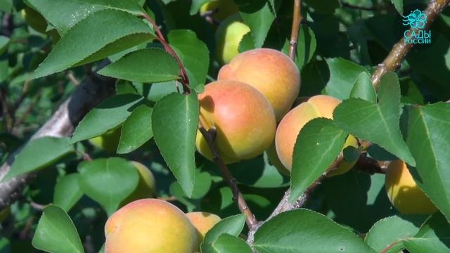 Как выращивать вкусные абрикосы на севере?