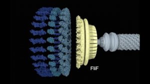 The Bacterial Flagellar Motor