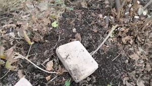 готовим сад к зиме