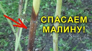 СПАСАЕМ МАЛИНУ! ПУРПУРОВАЯ ПЯТНИСТОСТЬ. ЧЕМ ОБРАБОТАТЬ МАЛИНУ?
