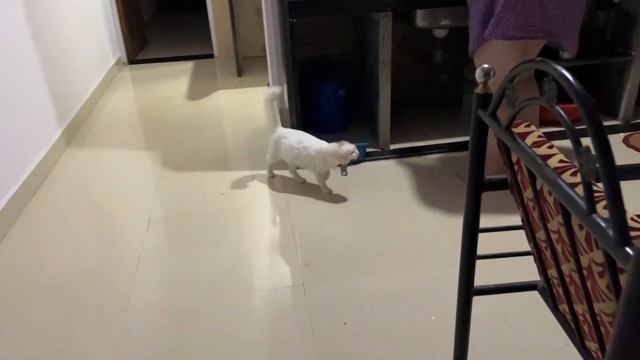 9. В гостях у Рупака и Оксаны—блогеры из Арамболя . Все еще ищем жилье. Очень сложно, все занято. смотреть онлайн