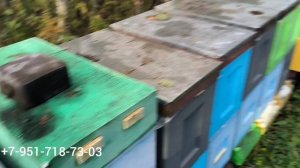 Пасека в 6-рамочниках перед зимовкой. 2 часть.