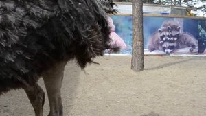 ШОК! Страусы нападают. Ostriches attack! В МИРЕ ЖИВОТНЫХ!