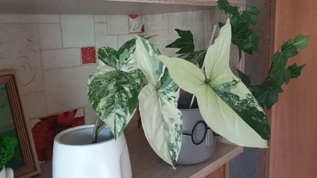 Обзор моих комнатных растений. Часть 1. Цветочный стеллаж