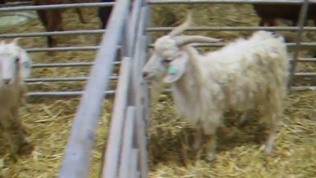 SIAM 2009 MEKNES смотреть онлайн