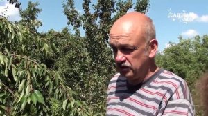 Как вырастить черешню. Подкормка черешни. Сайт "Садовый мир"