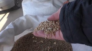 Птичий рынок купили кур.