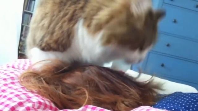 Кошка лижет руки своим хозяевам: размышляем об основных причинах смотреть онлайн