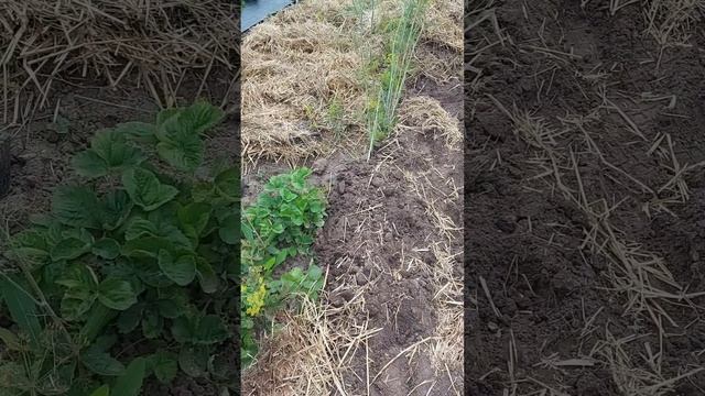 Готовлю грядку под клубнику. смотреть онлайн
