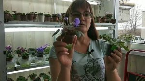 Як визначити сортову фіалку? Взнаємо спорт на стадії дітки сенполії.