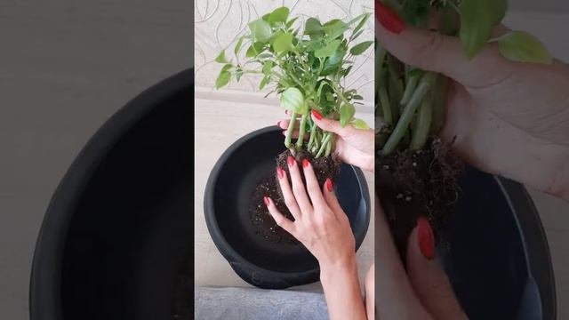 Как будет выглядеть Бальзамин, после регулярных обрезок?. Пересадка Бальзамина.