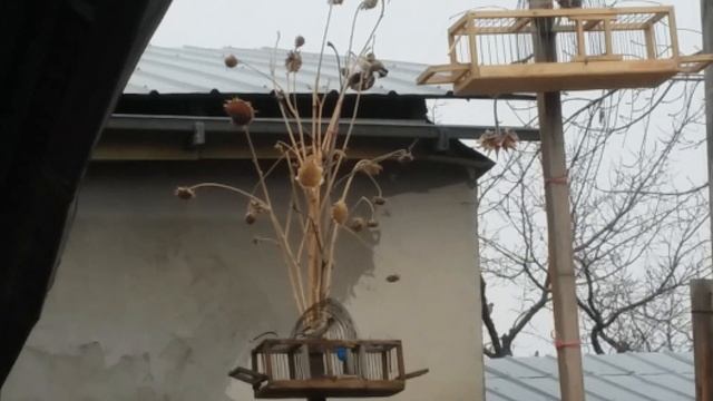 Ловля на клетку. Щегол черноголовый. смотреть онлайн