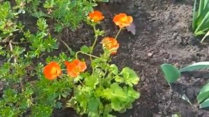 #гравилат / 2023г. Красная клумба. Гравилат Кои ( лат. geum). Видео 2.