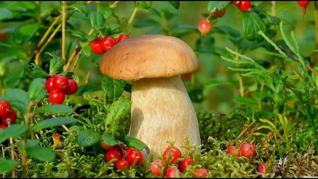 ЖИЗНЬ НА НОВОЙ ЗЕМЛЕ (РАСА ДРАКОНОВЫХ) смотреть онлайн