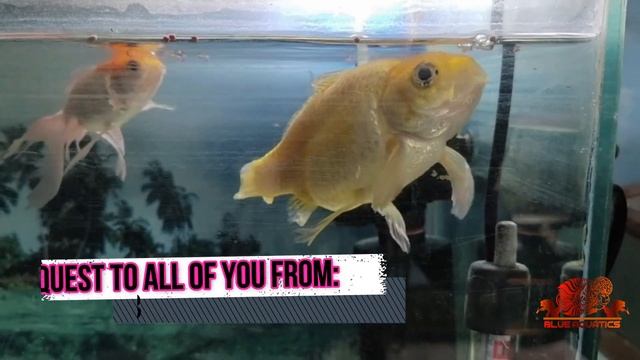 Gold Fish Fin Rot Treatment || Fish Tail Rot complete Treatment смотреть онлайн