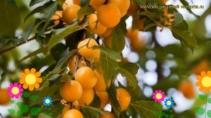 Алыча Подарок СПб. Краткий обзор, описание характеристик prunus cerasifera Podarok SPB