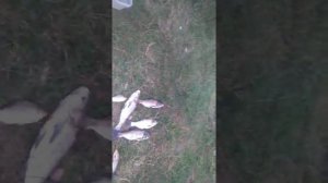 Рыбалка в Адыгее. Майкоп.