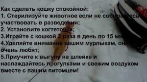 Цикл видео "Как приучить кошку к выгулу на шлейке". Видео №1 Введение