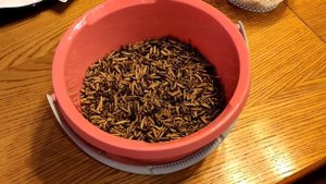 Сушка чёрной львинки, сколько получилось собрать с одного ящика