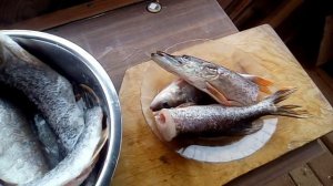 Рыбалка на Сухоне, коптим улов.