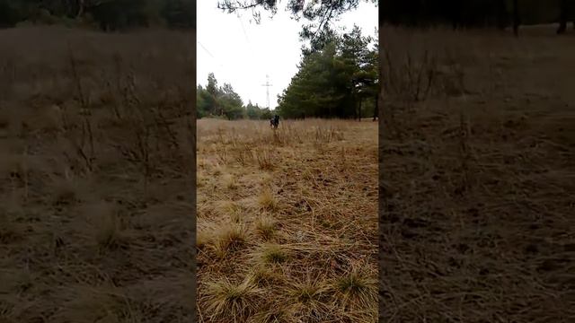 Свободный выгул собак смотреть онлайн