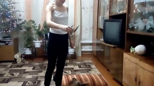 Собака гоняет бабушкину Кошку Дусю.Йорик порвал папины носки.Прыгает за колбасой для людей. смотреть онлайн