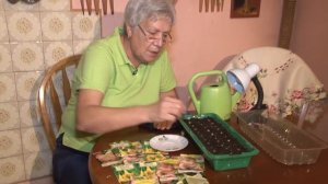 Голова садовая - Как посеять Бругмансию