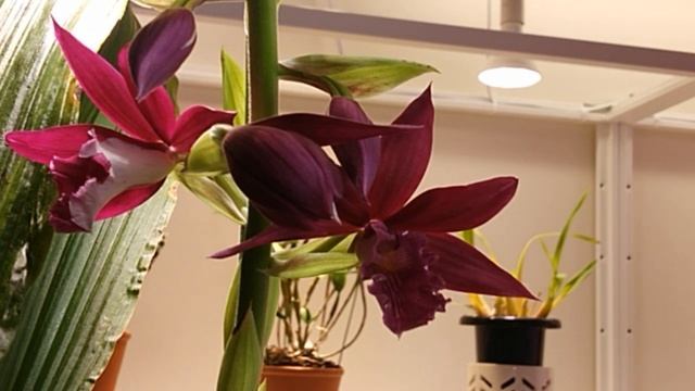 Орхидея Каланта х Фаюс Phaiocalanthe Kryptonite смотреть онлайн