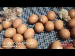 Инкубатор Стимул-500М2-Ф. Результат первого вывода