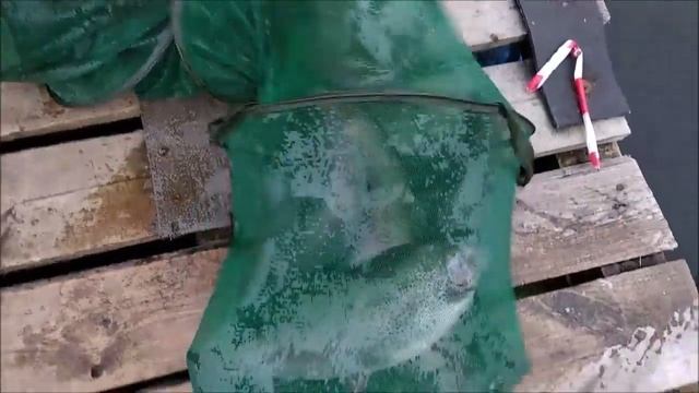 Клевое место д .Савельево.Обзор поимок с водоема. смотреть онлайн