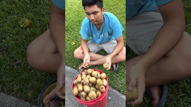 HARVESTED KIWI FRUIT #KIWIFRUIT #FRUITS #HEALTHY #foodforest