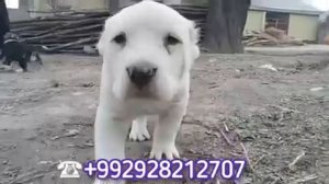 ЩЕНКИ АЛАБАЯ С.А.О central asian shepherd порода алабай